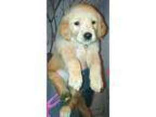 Golden Retriever Puppy for sale in Allegan, MI, USA
