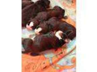 Bernese Mountain Dog Puppy for sale in Acushnet, MA, USA