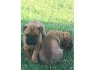 Bullmastiff Puppy for sale in Barling, AR, USA