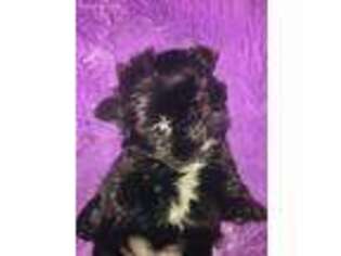Shorkie Tzu Puppy for sale in Washburn, MO, USA