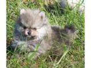 Pomeranian Puppy for sale in Stockton, MO, USA