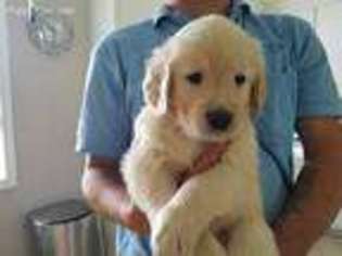 Golden Retriever Puppy for sale in Farmville, VA, USA