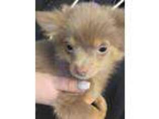 Chihuahua Puppy for sale in Uxbridge, MA, USA