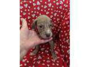 Great Dane Puppy for sale in Arcadia, FL, USA