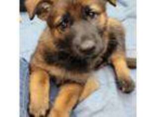 German Shepherd Dog Puppy for sale in Madison, WI, USA