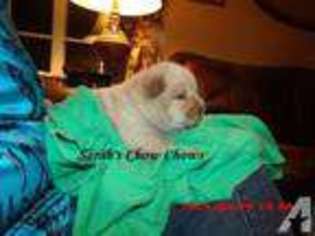 Chow Chow Puppy for sale in SEARCY, AR, USA