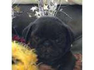 Pug Puppy for sale in Belleview, FL, USA