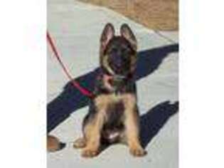German Shepherd Dog Puppy for sale in Mountain Center, CA, USA