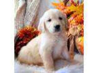 Golden Retriever Puppy for sale in Marshfield, MO, USA