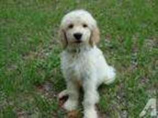 Goldendoodle Puppy for sale in WILDWOOD, FL, USA
