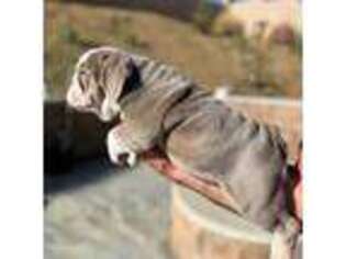 Bulldog Puppy for sale in Lake Elsinore, CA, USA