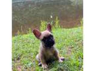 French Bulldog Puppy for sale in Athens, GA, USA