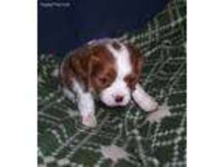 Cavalier King Charles Spaniel Puppy for sale in Uniontown, KS, USA