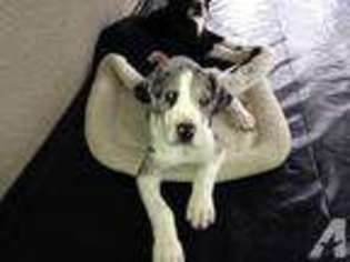 Great Dane Puppy for sale in BROOKSVILLE, FL, USA