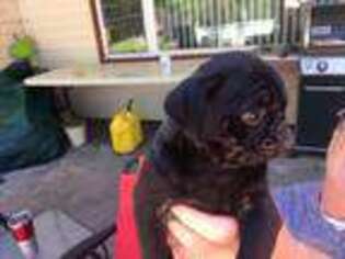 Pug Puppy for sale in Chittenango, NY, USA