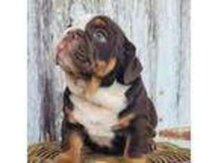 Bulldog Puppy for sale in Myerstown, PA, USA