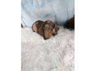 Dachshund Puppy for sale in New London, MN, USA