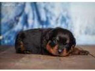 Rottweiler Puppy for sale in Hamilton, IN, USA
