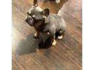 French Bulldog Puppy for sale in Millville, NJ, USA