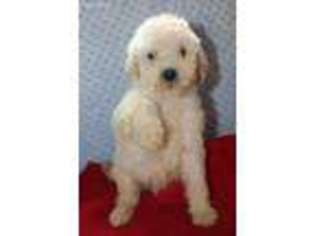 Goldendoodle Puppy for sale in Bethany, MO, USA
