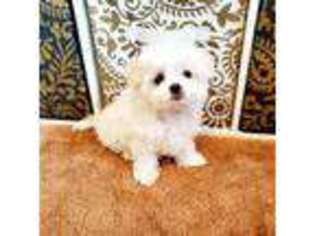 Maltese Puppy for sale in Fresno, CA, USA