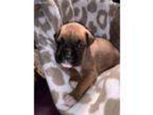 Boxer Puppy for sale in Crockett, TX, USA