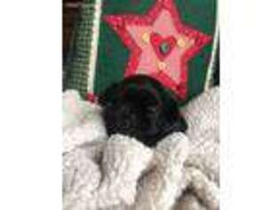 Mutt Puppy for sale in Churubusco, IN, USA
