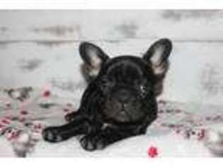 French Bulldog Puppy for sale in King City, CA, USA
