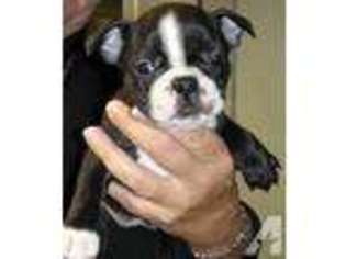 Boston Terrier Puppy for sale in BEAVERTON, OR, USA