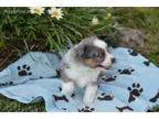 Miniature Australian Shepherd Puppy for sale in Mentone, CA, USA
