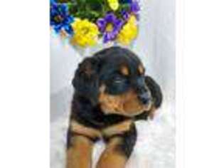 Rottweiler Puppy for sale in Fredericksburg, OH, USA