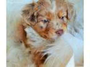 Miniature Australian Shepherd Puppy for sale in Troutman, NC, USA