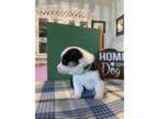 Pembroke Welsh Corgi Puppy for sale in Godley, TX, USA
