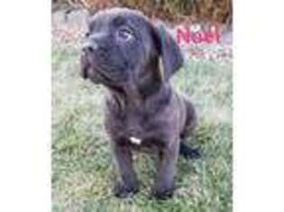 Cane Corso Puppy for sale in Harlan, IN, USA