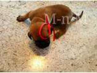 Mastiff Puppy for sale in Panama City, FL, USA
