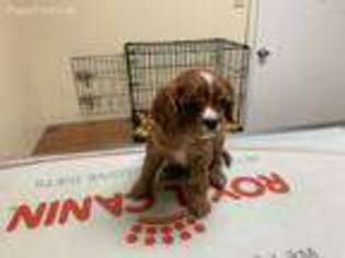 Cavalier King Charles Spaniel Puppy for sale in Lancaster, KY, USA