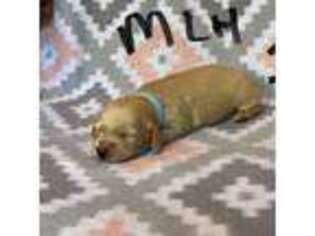 Dachshund Puppy for sale in Tuscaloosa, AL, USA