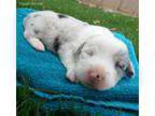 Cardigan Welsh Corgi Puppy for sale in Mesa, AZ, USA