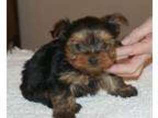 Yorkshire Terrier Puppy for sale in Cassville, MO, USA