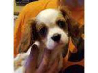 Cavalier King Charles Spaniel Puppy for sale in Chiefland, FL, USA
