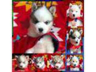 Siberian Husky Puppy for sale in Croswell, MI, USA