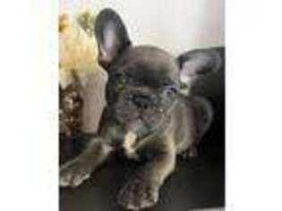 French Bulldog Puppy for sale in Four Oaks, NC, USA
