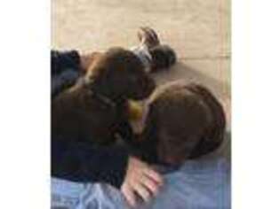 Chesapeake Bay Retriever Puppy for sale in Hobbs, NM, USA