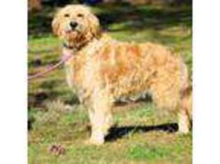 Goldendoodle Puppy for sale in Appomattox, VA, USA