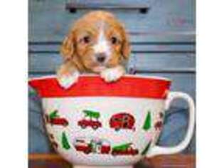 Cavapoo Puppy for sale in Beresford, SD, USA
