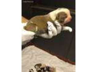 Alapaha Blue Blood Bulldog Puppy for sale in Lanham, MD, USA