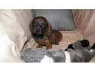 Dachshund Puppy for sale in Prattville, AL, USA