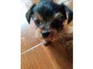 Yorkshire Terrier Puppy for sale in Norco, CA, USA