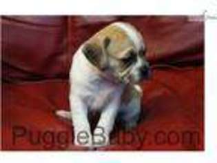 Puggle Puppy for sale in Louisville, KY, USA