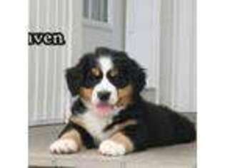 Bernese Mountain Dog Puppy for sale in Wellman, IA, USA